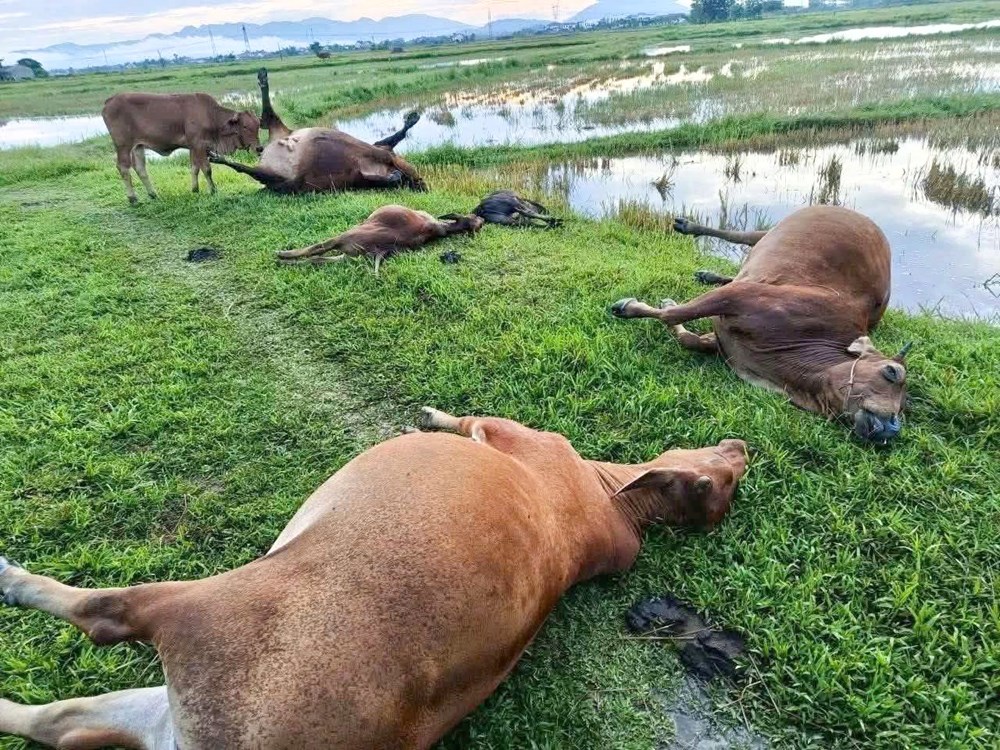 Sét đánh bò chết la liệt giữa đồng tại Hà Tĩnh - ảnh 1
