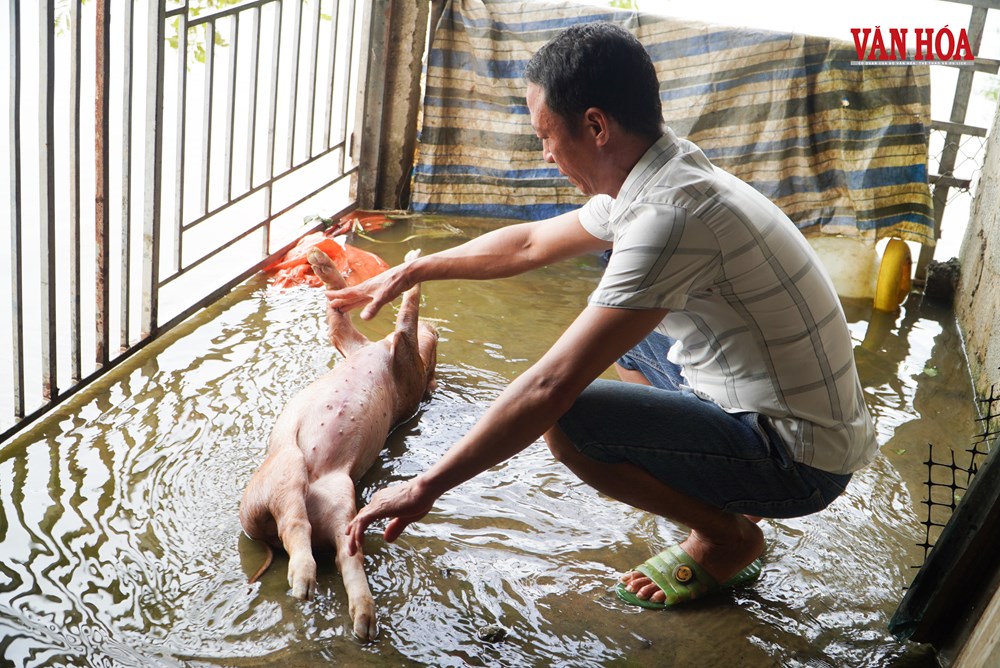 Ngàn Trươi mang nước tưới, người dân gánh ngập định kì - ảnh 2