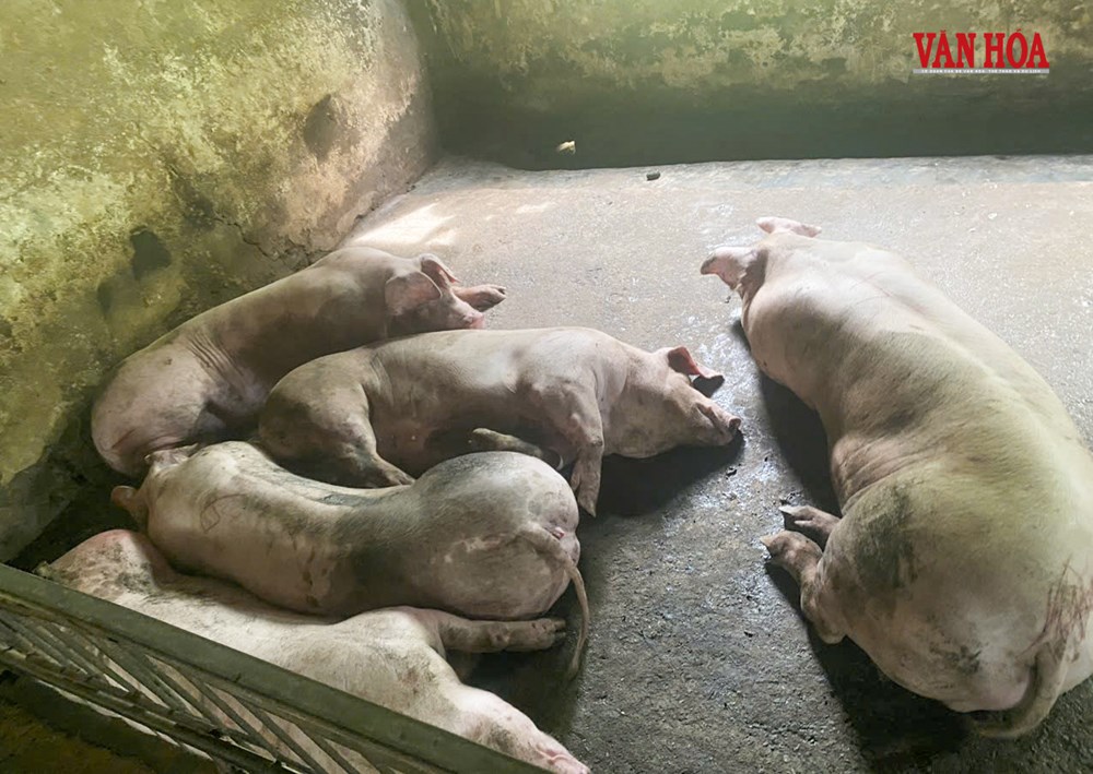 Sau sáp nhập, 37 cán bộ kiểm soát giết mổ Hà Tĩnh 6 tháng không lương - ảnh 4