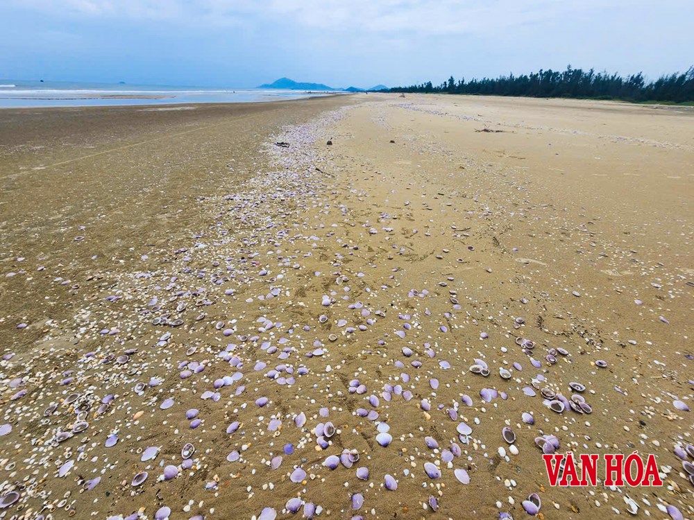 Xác ngao tím phủ dày bãi biển Hà Tĩnh - ảnh 6