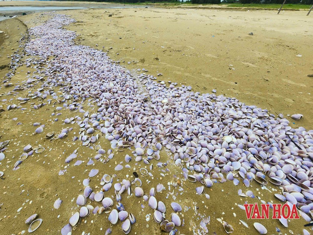 Xác ngao tím phủ dày bãi biển Hà Tĩnh - ảnh 4