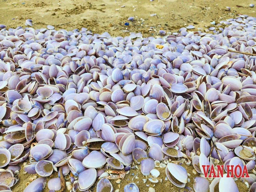 Xác ngao tím phủ dày bãi biển Hà Tĩnh - ảnh 5