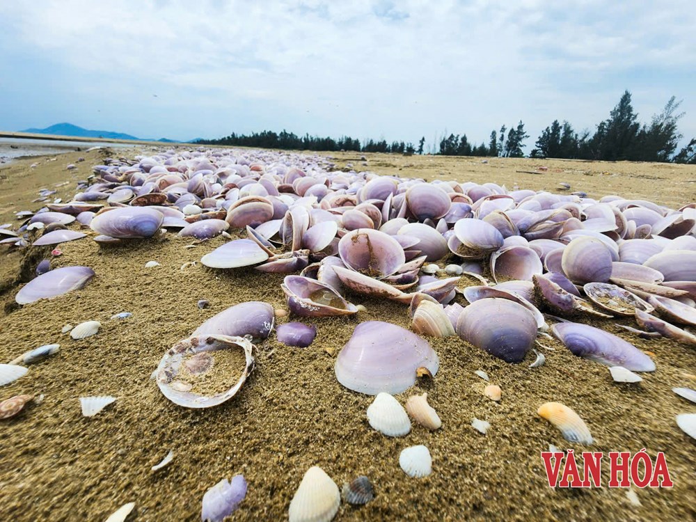 Xác ngao tím phủ dày bãi biển Hà Tĩnh - ảnh 2