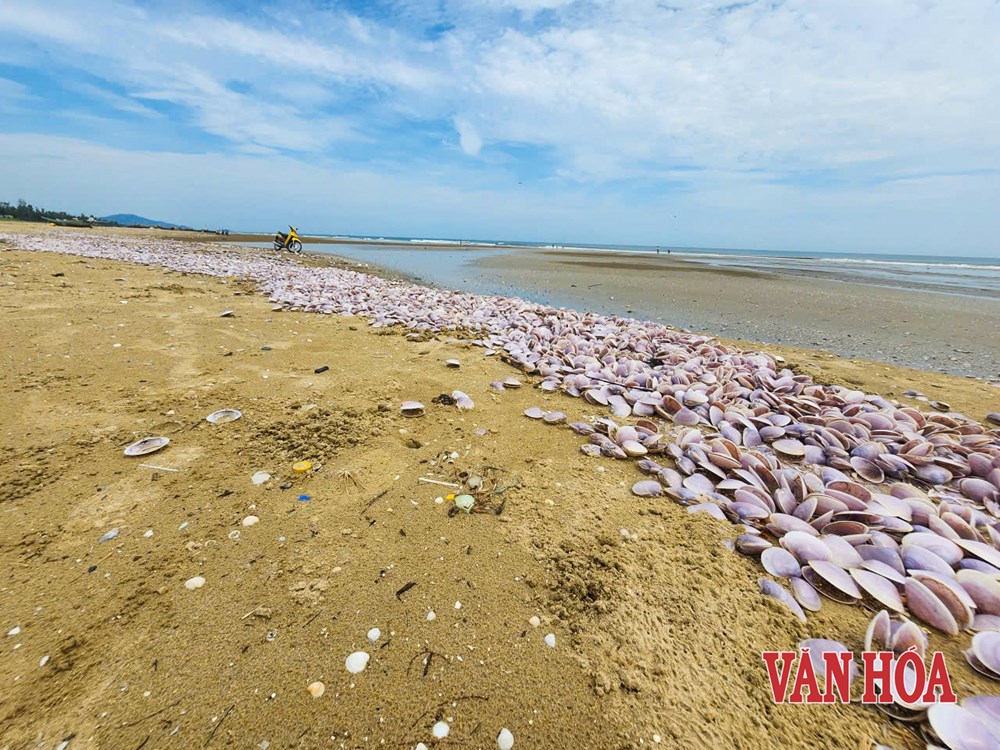 Xác ngao tím phủ dày bãi biển Hà Tĩnh - ảnh 1