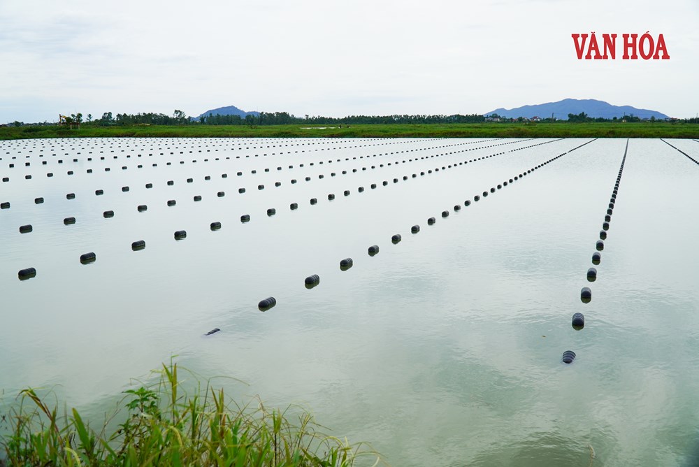 Đánh thức giá trị vùng hồ, đập trũng bằng nghề nuôi trai lấy ngọc - ảnh 6