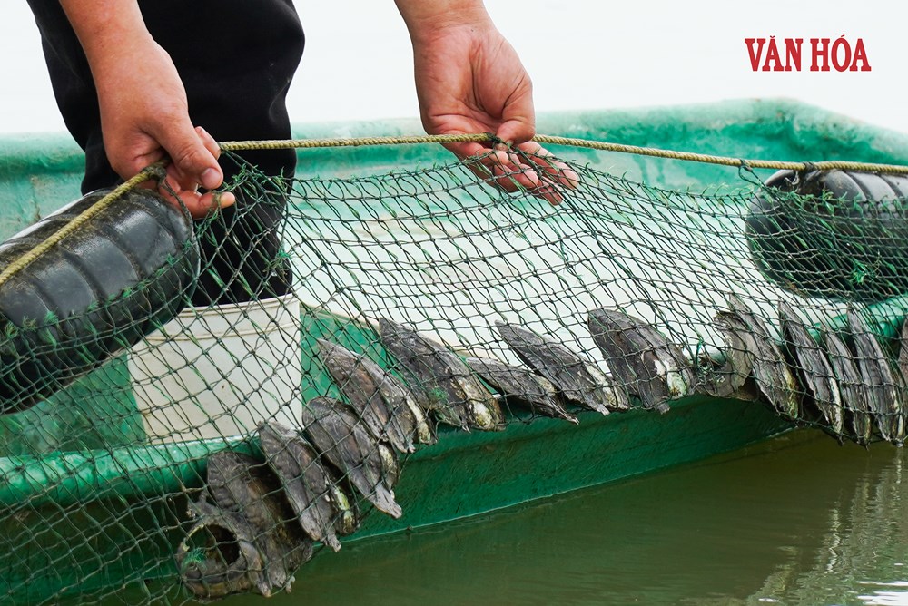 Đánh thức giá trị vùng hồ, đập trũng bằng nghề nuôi trai lấy ngọc - ảnh 3