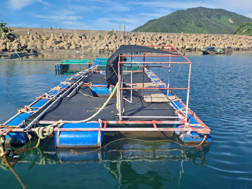 Kết quả xét nghiệm cá chết tại Hà Tĩnh - ảnh 3