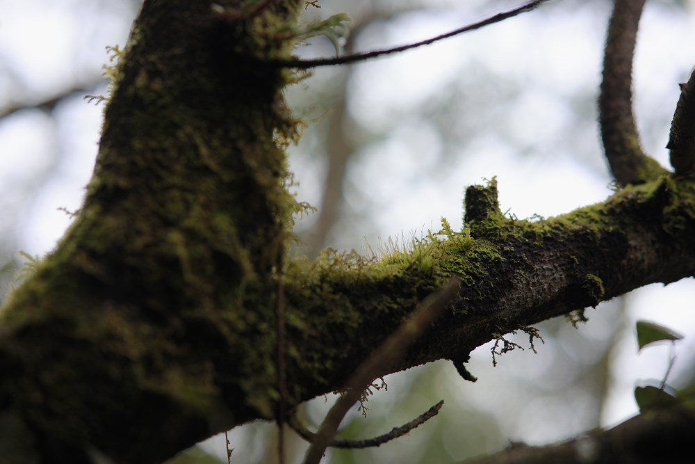 Ngắm nhìn vẻ đẹp của “nàng thơ Tây Bắc” Ky Quan San  - ảnh 4