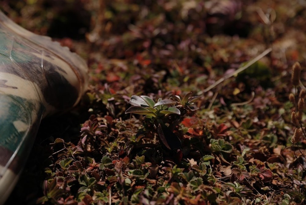 Ngắm nhìn vẻ đẹp của “nàng thơ Tây Bắc” Ky Quan San  - ảnh 16