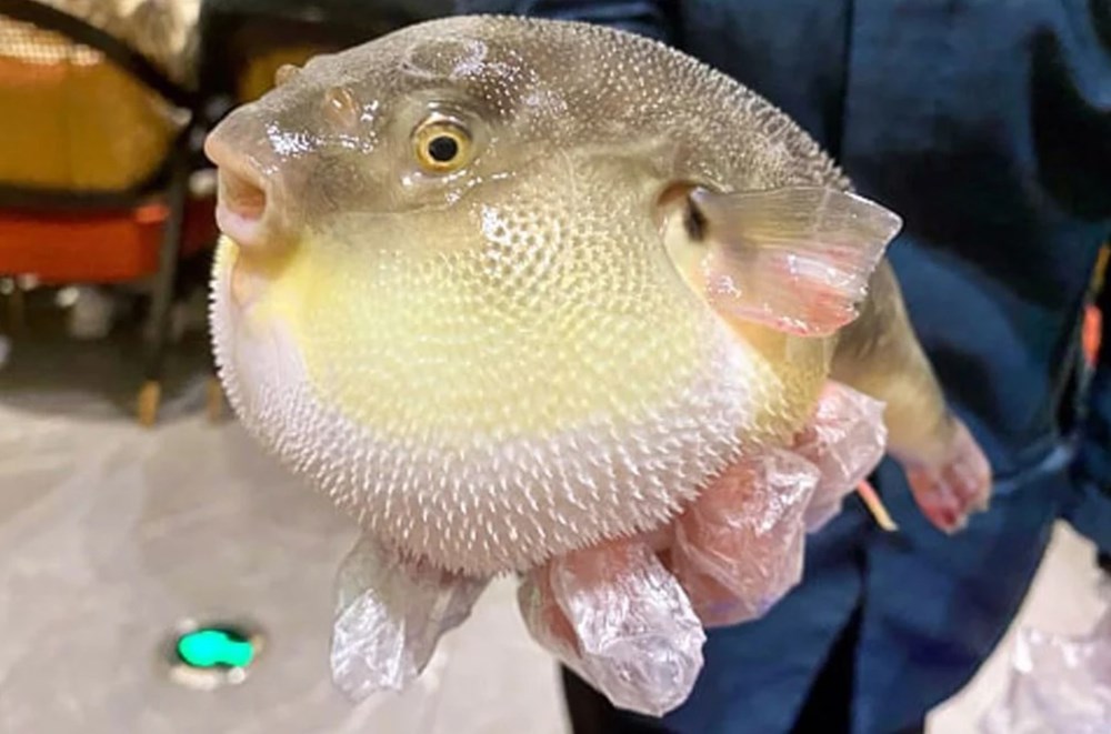 Cần Thơ: Cấp cứu liên tiếp 3 trường hợp nguy kịch do ngộ độc cá nóc mít - ảnh 1