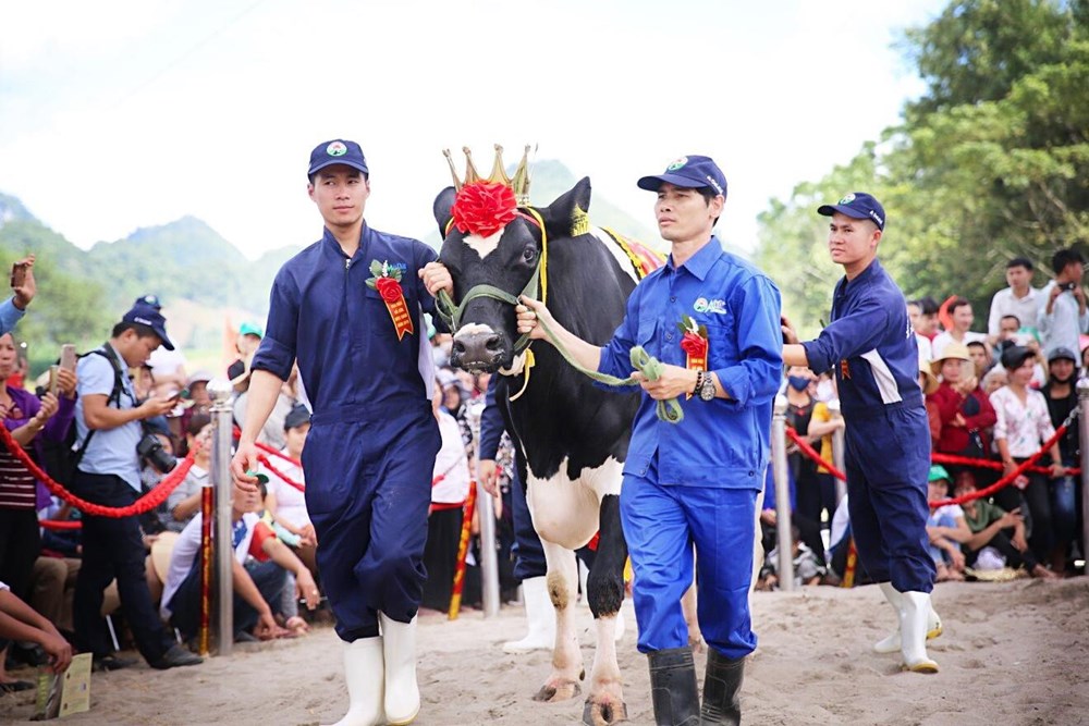 40 “nàng hậu” bò sữa Mộc Châu bước vào mùa tranh ngôi vương  - ảnh 1