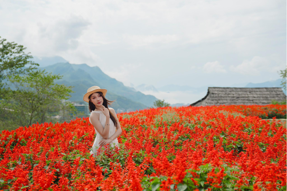 Fansipan rực rỡ mùa hoa xác pháo - ảnh 2