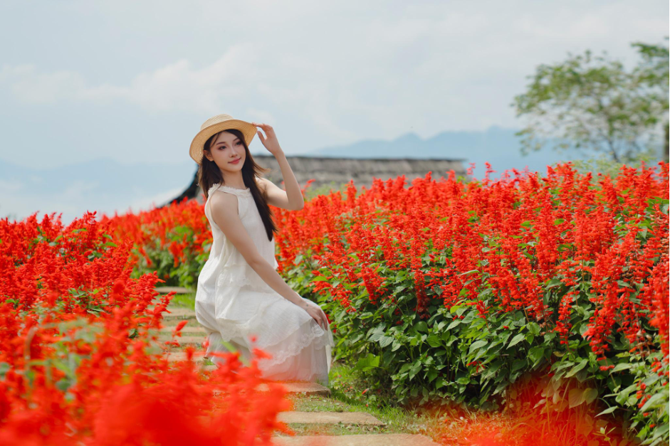 Fansipan rực rỡ mùa hoa xác pháo - ảnh 4