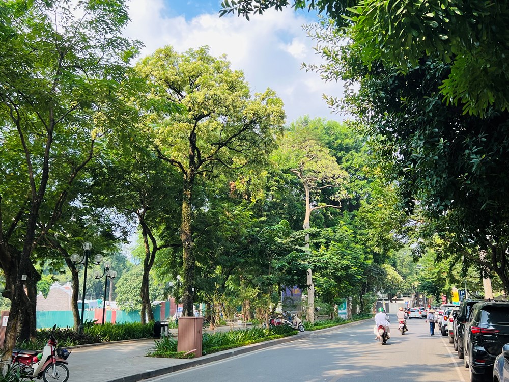 Hà Nội tính tỉa chùm hoa sữa, giữ cây nhưng giảm nỗi khổ của người sống bên cây - ảnh 1