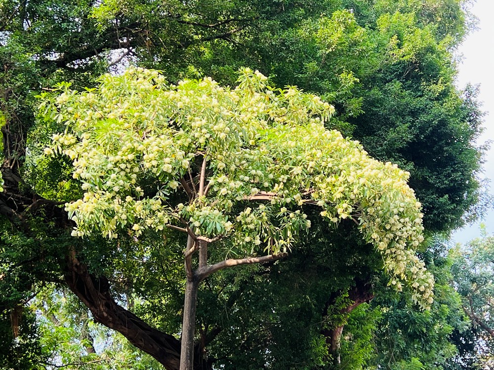 Hà Nội tính tỉa chùm hoa sữa, giữ cây nhưng giảm nỗi khổ của người sống bên cây - ảnh 2