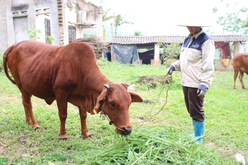 Thái Nguyên đa dạng hóa nguồn vốn, đẩy mạnh mục tiêu xoá đói giảm nghèo bền vững - ảnh 1