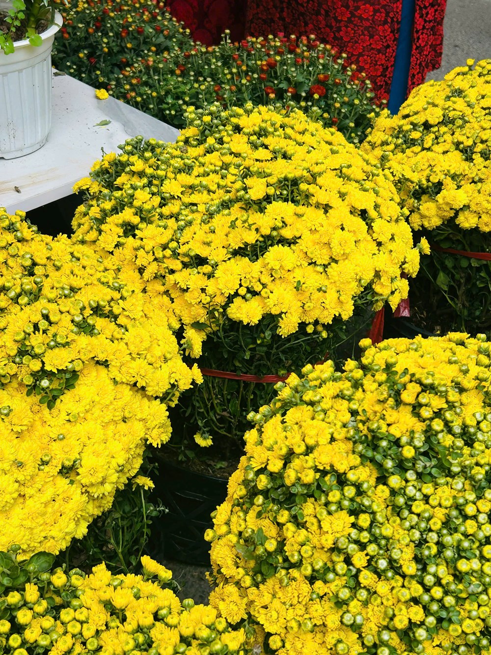 Chưa khai mạc nhưng Chợ hoa Xuân Phố cổ 2026 đã tấp nập du khách - ảnh 15