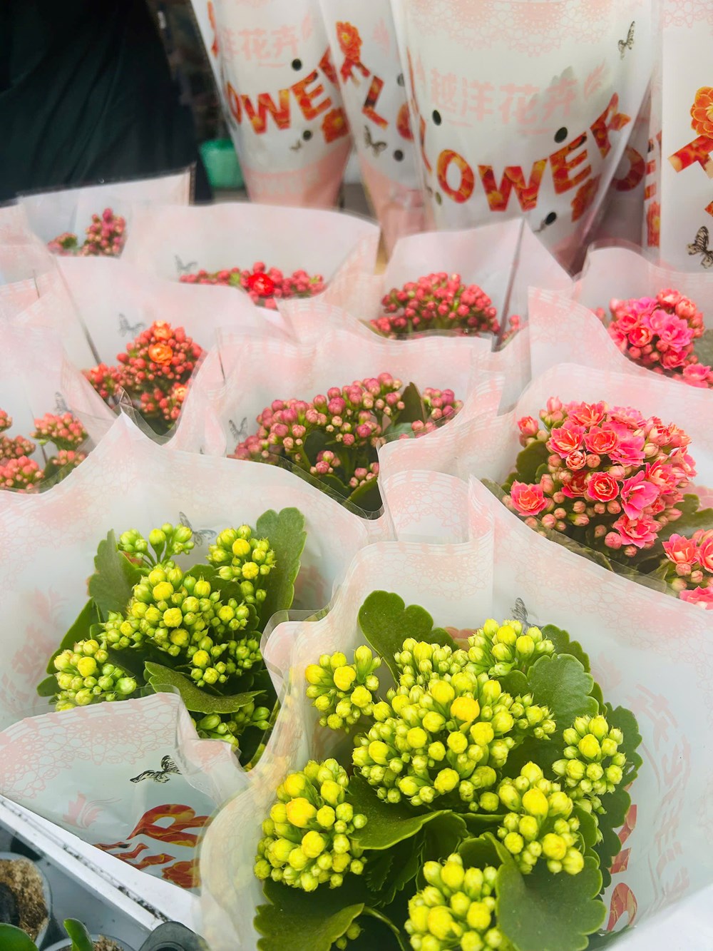 Chưa khai mạc nhưng Chợ hoa Xuân Phố cổ 2026 đã tấp nập du khách - ảnh 14