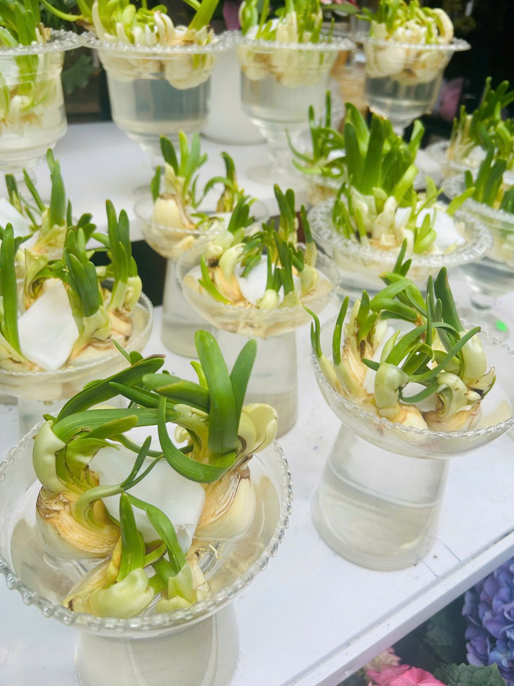 Chưa khai mạc nhưng Chợ hoa Xuân Phố cổ 2026 đã tấp nập du khách - ảnh 13