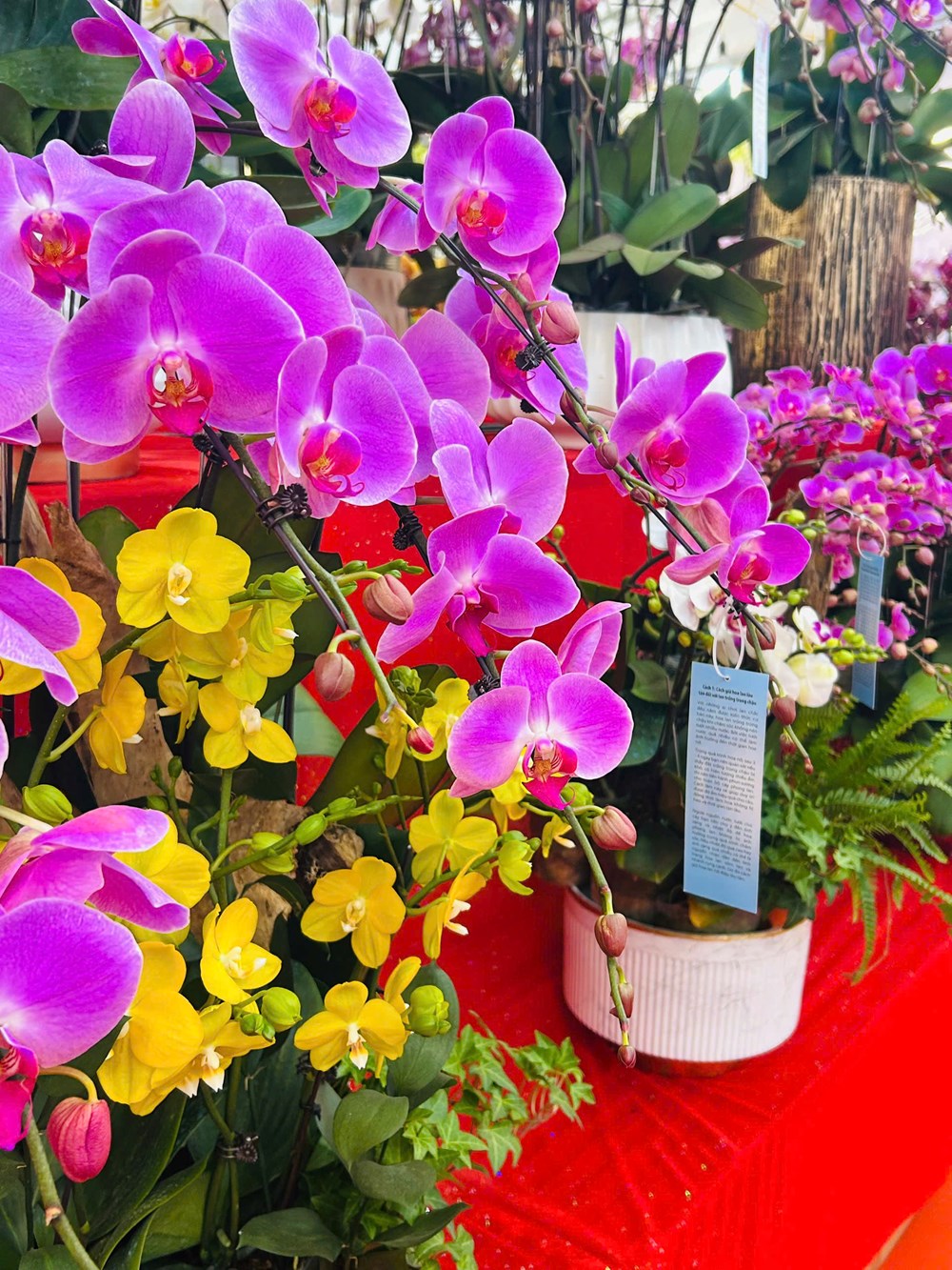 Chưa khai mạc nhưng Chợ hoa Xuân Phố cổ 2026 đã tấp nập du khách - ảnh 16