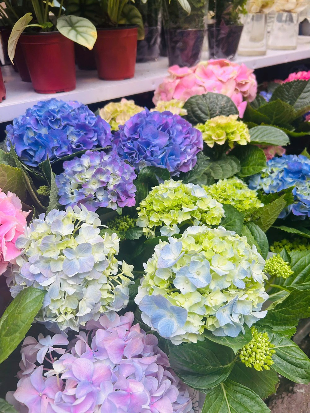 Chưa khai mạc nhưng Chợ hoa Xuân Phố cổ 2026 đã tấp nập du khách - ảnh 10