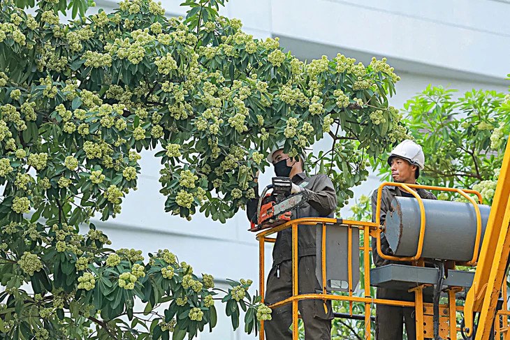 Hoa sữa đâu có lỗi - ảnh 1