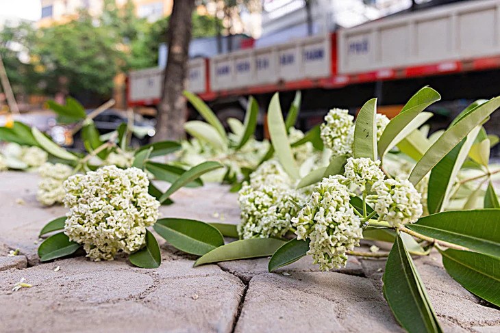 Hoa sữa đâu có lỗi - ảnh 3