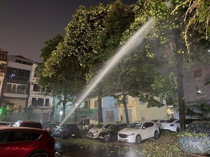 Hoa sữa đâu có lỗi - ảnh 2