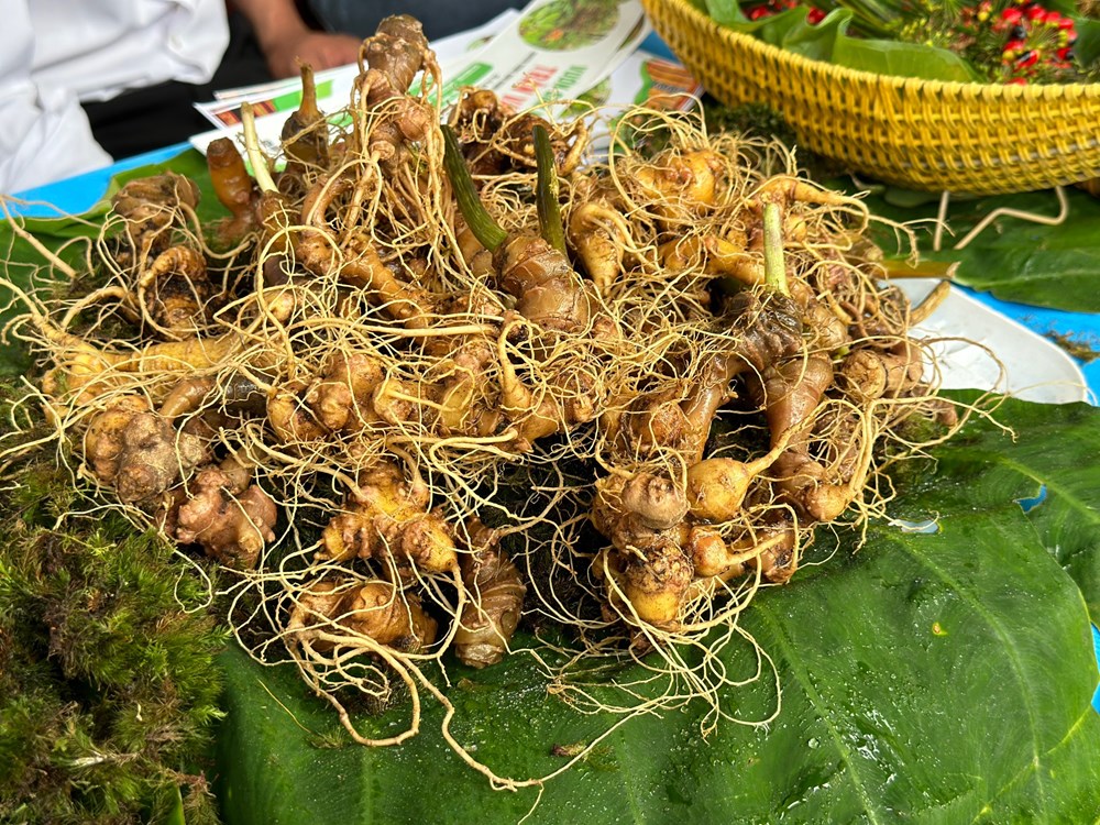 Từ Vàng xanh núi rừng đến Trung tâm công nghiệp dược liệu - ảnh 3