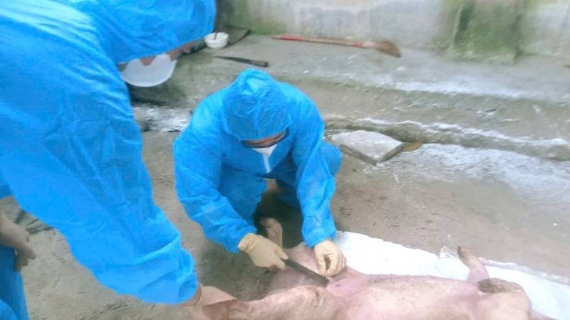 Dịch tả lợn châu Phi bùng phát: Nông hộ lao đao vì sinh kế - ảnh 2