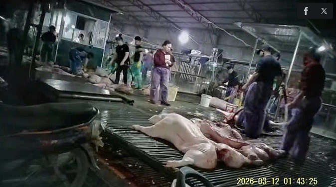 Bài 1: Lỗ hổng “chết người” và sự sụp đổ của thành trì kiểm dịch - ảnh 1