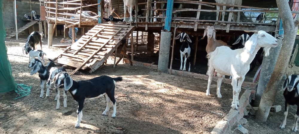 Huyện Ninh Hải triển khai đa dạng sinh kế để người dân thoát nghèo - ảnh 2