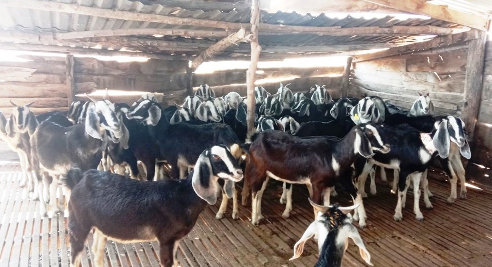 Huyện Ninh Hải tăng cường thông tin, tuyên truyền giảm nghèo bền vững - ảnh 2