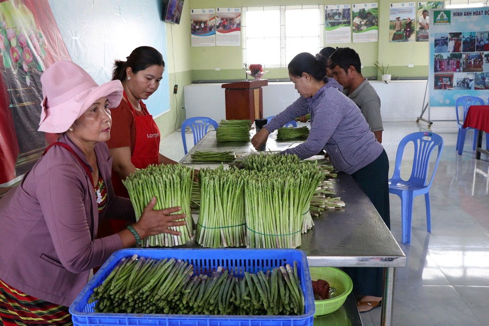 Trồng măng tây xanh ở xã An Hải giúp đồng bào Chăm thoát nghèo - ảnh 5