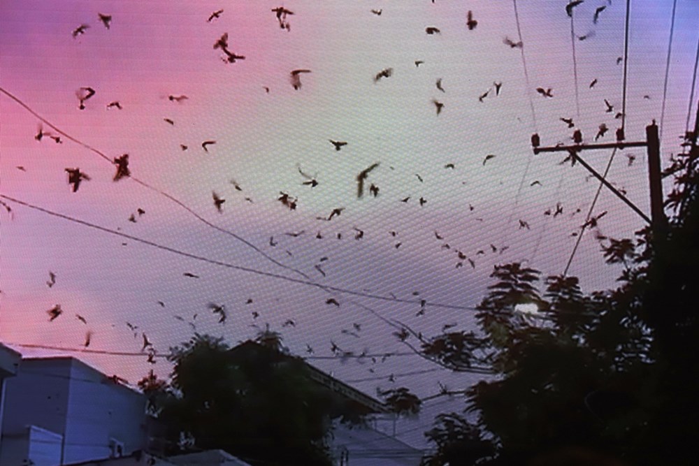 Khánh Hòa: Tìm giải pháp bảo vệ và phát triển bền vững quần thể chim yến - ảnh 4