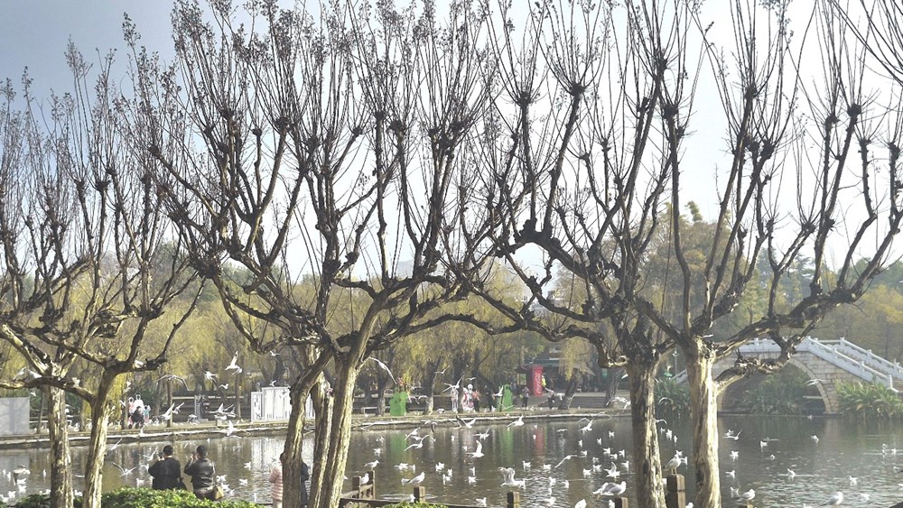 Đến Côn Minh chiêm ngưỡng hàng vạn chim hải âu tung cánh - ảnh 9