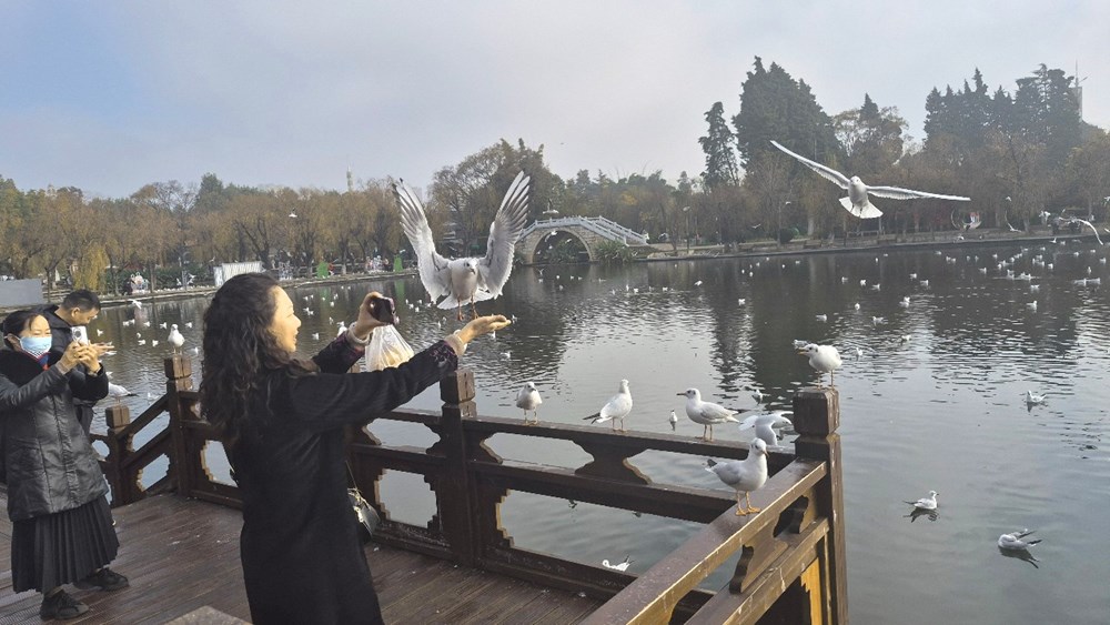 Đến Côn Minh chiêm ngưỡng hàng vạn chim hải âu tung cánh - ảnh 10