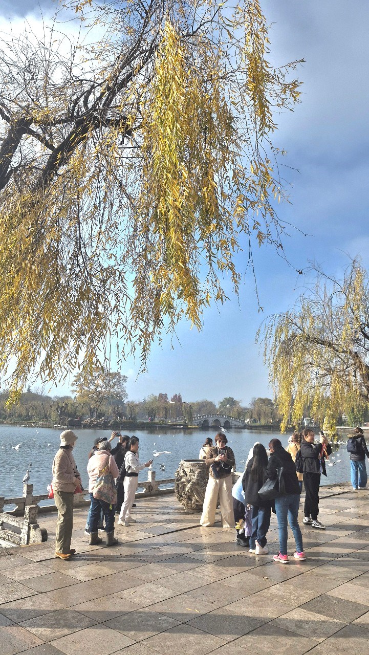 Đến Côn Minh chiêm ngưỡng hàng vạn chim hải âu tung cánh - ảnh 11