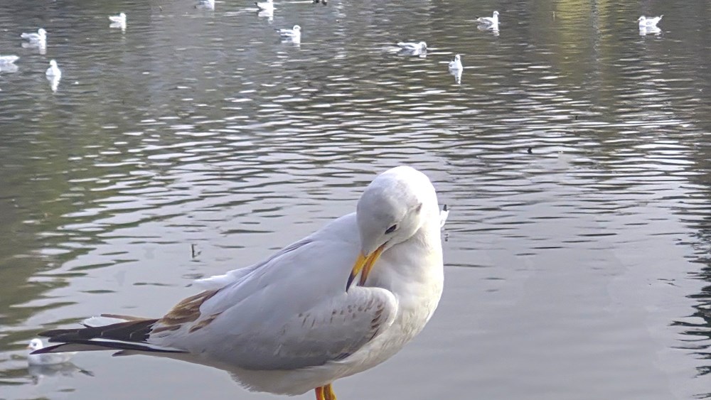 Đến Côn Minh chiêm ngưỡng hàng vạn chim hải âu tung cánh - ảnh 12