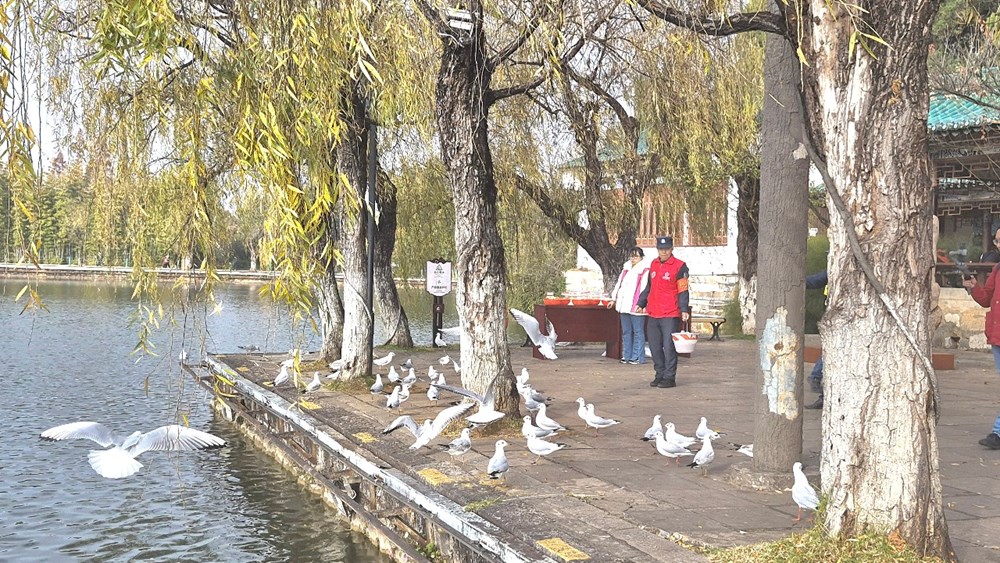 Đến Côn Minh chiêm ngưỡng hàng vạn chim hải âu tung cánh - ảnh 13