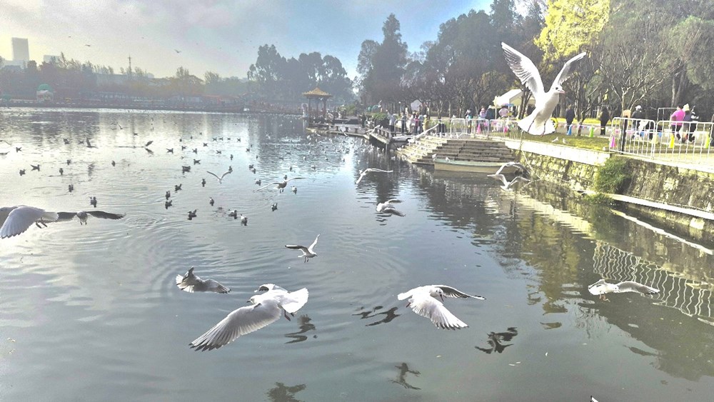 Đến Côn Minh chiêm ngưỡng hàng vạn chim hải âu tung cánh - ảnh 14