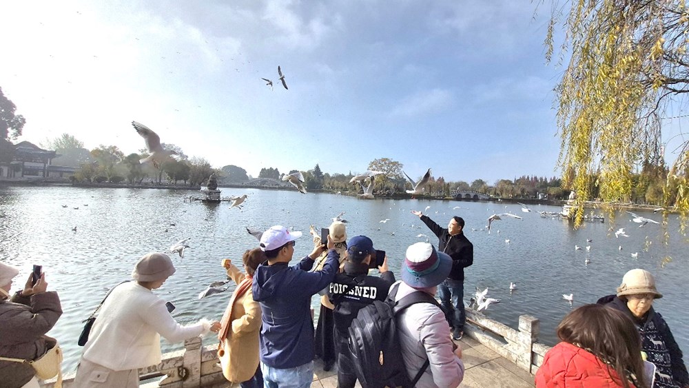 Đến Côn Minh chiêm ngưỡng hàng vạn chim hải âu tung cánh - ảnh 1