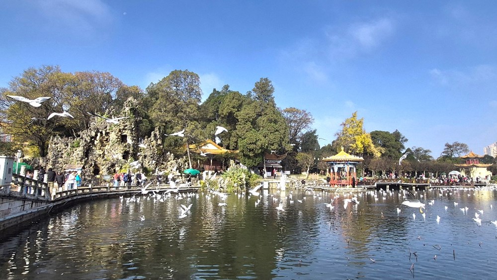 Đến Côn Minh chiêm ngưỡng hàng vạn chim hải âu tung cánh - ảnh 3