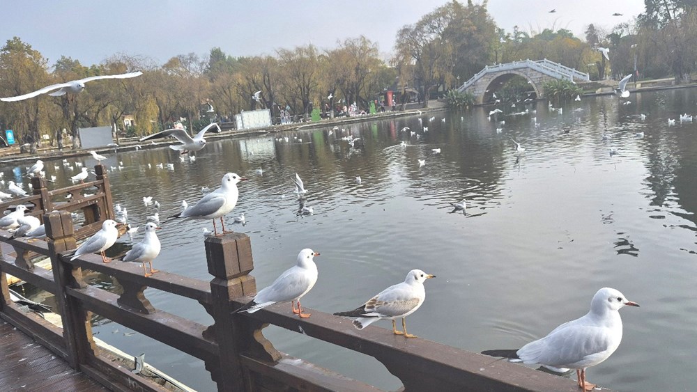 Đến Côn Minh chiêm ngưỡng hàng vạn chim hải âu tung cánh - ảnh 7