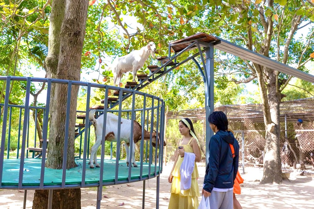 Khánh Hòa đón hơn nửa triệu lượt khách dịp Tết Dương lịch 2026 - ảnh 5