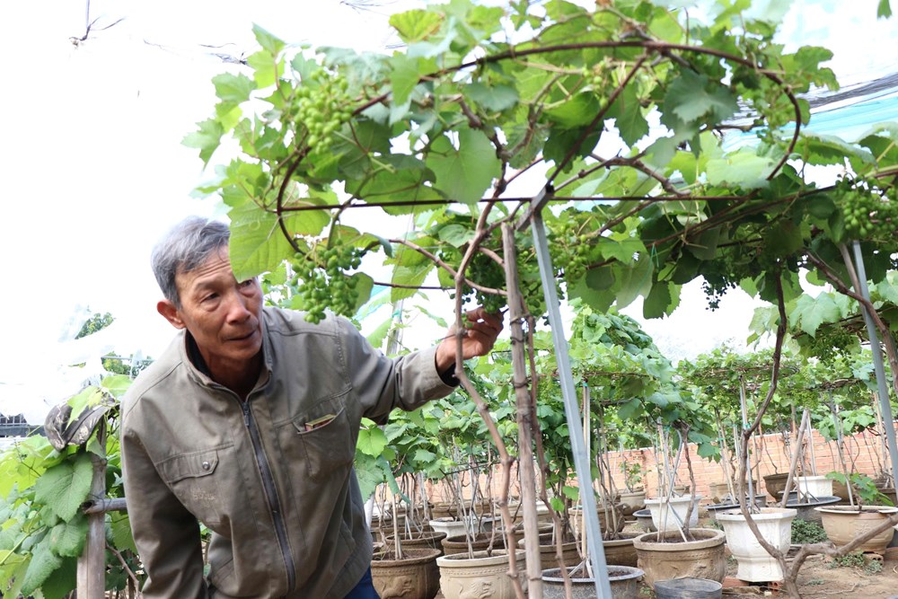 Khánh Hòa: “Chạy đua” hồi sinh nho cảnh, kịp cung ứng thị trường Tết 2026 - ảnh 1