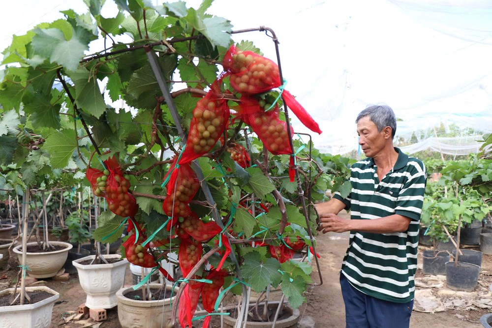Khánh Hòa: “Chạy đua” hồi sinh nho cảnh, kịp cung ứng thị trường Tết 2026 - ảnh 2