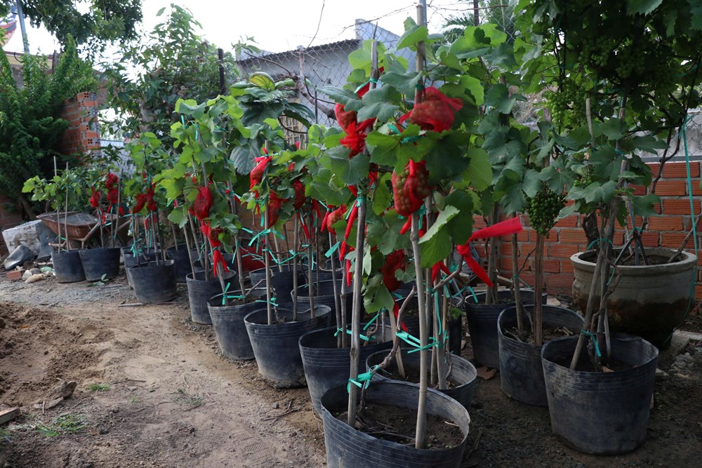 Khánh Hòa: “Chạy đua” hồi sinh nho cảnh, kịp cung ứng thị trường Tết 2026 - ảnh 3