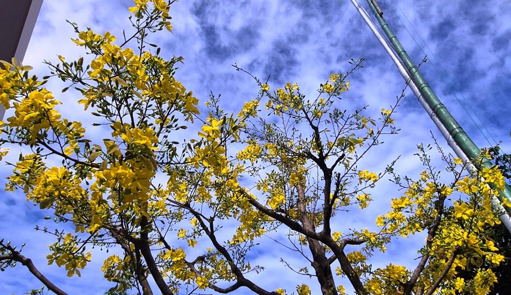 Khánh Hòa: Rạo rực sắc Xuân, rạng rỡ phố biển - ảnh 3