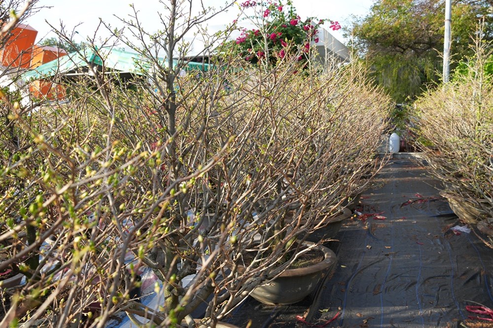 Khánh Hòa: Rạo rực sắc Xuân, rạng rỡ phố biển - ảnh 5